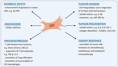 Cancer-Associated Fibroblasts in Oral Cancer: A Current Perspective on Function and Potential for Therapeutic Targeting